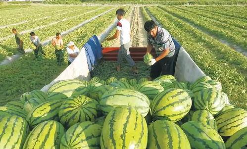 国产大西瓜Porn在线,揭秘国产影视行业的新趋势与挑战